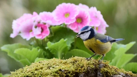 Blue Tit bird in nature Stock Footage 86566879