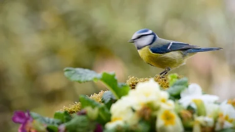 Blue Tit bird in nature Stock Footage 88532773