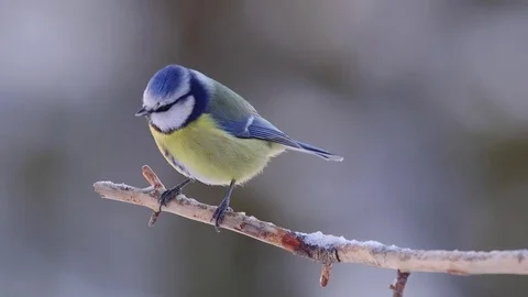 Blue tit bird perched on branch long recording fly away Stock Footage 71473023