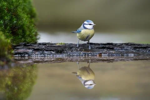 Blue tit bird Stock-Fotos