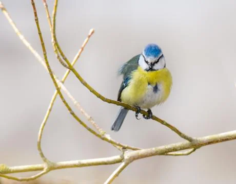 Blue Tit Bird Stock Photos