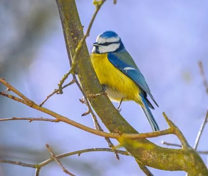 Blue Tit Bird Stock Photos