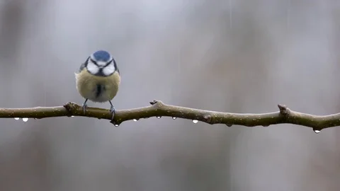 Blue Tit Bird In Rain Shaking Isolated Copy Space On Branch Detailed Slow Motion Stock Footage 125320686