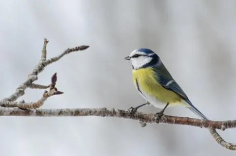 Blue tit bird sitting in the tree a cold winter day Stock Photos