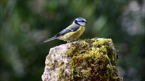 Blue Tit bird on small rock Stock Footage 62253526