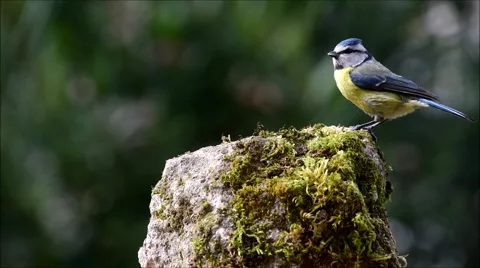 Blue Tit bird on small rock Stock Footage 62254350