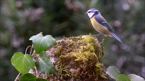 Blue tit bird on small rock Stock Footage 62254715