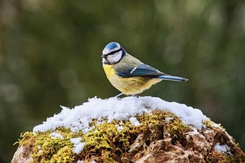Blue Tit bird on snow Stock Photos