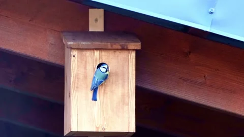 Blue tit bird in spring on nesting box Stock Footage 194543298