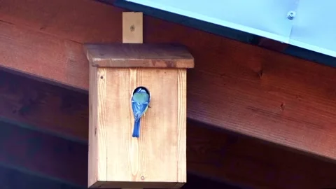 Blue tit bird in spring on nesting box Stock Footage 196971875