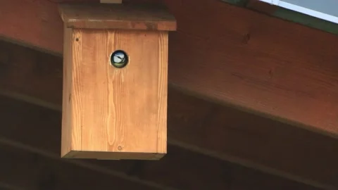 Blue tit bird in spring on nesting box Stock Footage 196974808