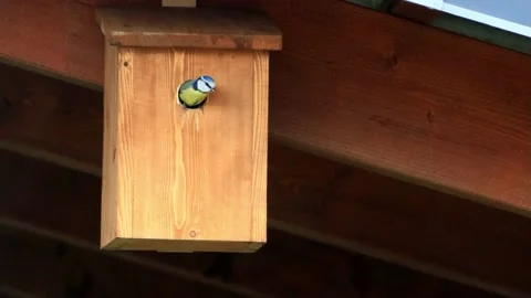 Blue tit bird in spring on nesting box Stock Footage 221495553