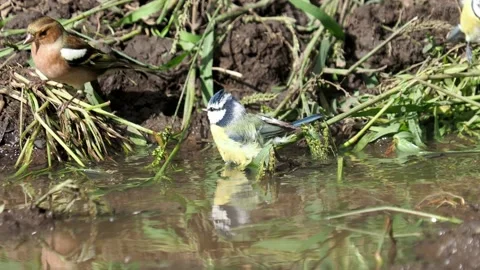 The blue tit bird taking a bath with sound Stock Footage 214065570
