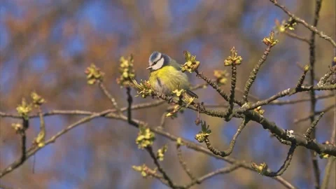 Blue tit on a branch with blossoms in spring Stock Footage 268015252