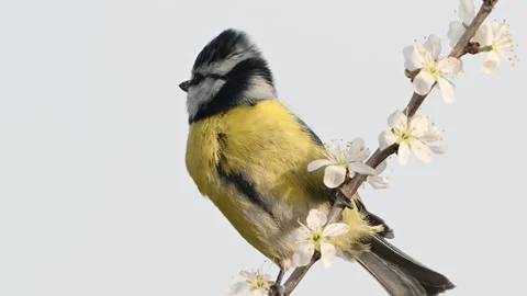Blue tit on a branch with blossoms in spring Video stock 276440262