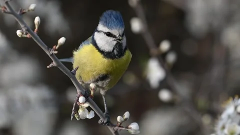 Blue tit on a branch with blossoms in spring Stock-Footage 284354804