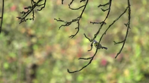 Blue tit on branch Stock Footage 300442138