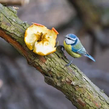 Blue tit on branch Stock Photos