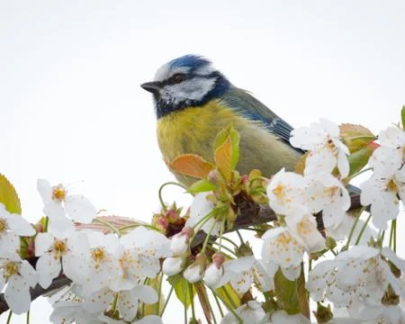 Blue tit on branch Stock Photos