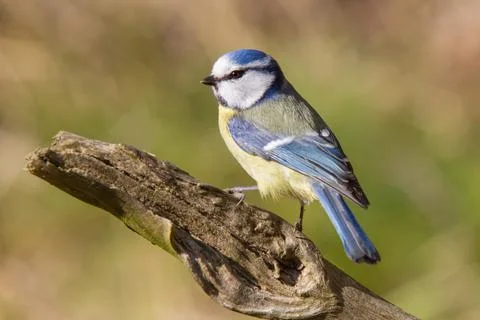 Blue tit on broken tree trunk Stock Photos