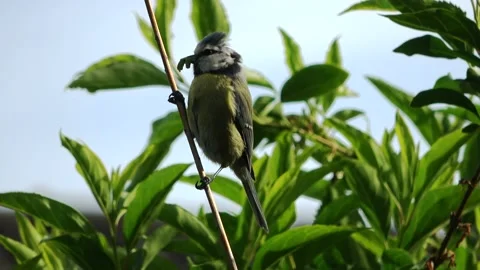 Blue tit in bushes Stock Footage 131419575