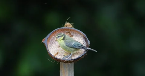 Blue tit chick feeding from suet filled coconut bird feeder in garden Stock Footage 328121585