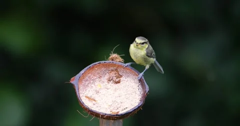 Blue tit chick feeding from suet filled coconut bird feeder in garden Stock Footage 328121967