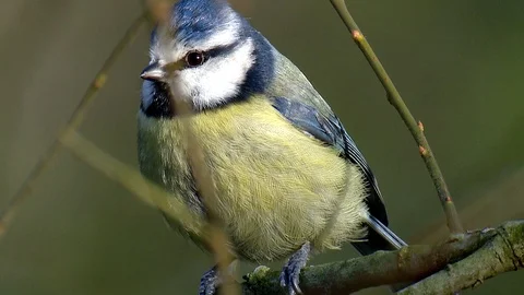 Blue Tit close up 動画素材 123403885