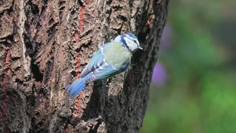 Blue Tit Close Up Stock Footage 277069423