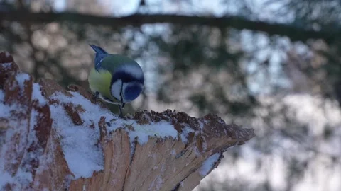 The blue tit on a cold winter day 스톡 동영상 327867633