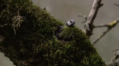 Blue tit comes out of  tree hollow Stock Footage 200481693