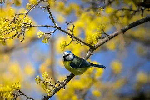Blue Tit Cornus mas Spring Blossom Bulgaria Stock Photos