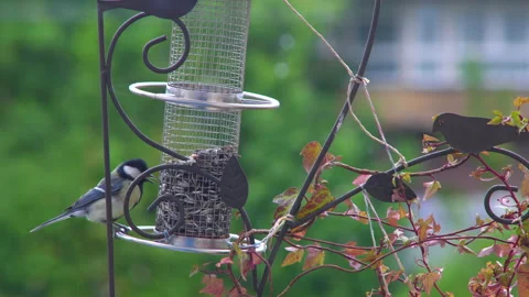 Blue tit cracking seed on bird feeder 4k 50p Stock Footage 130795120