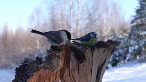 Blue tit crested tit and the grey tit feed together Video stock 327867719