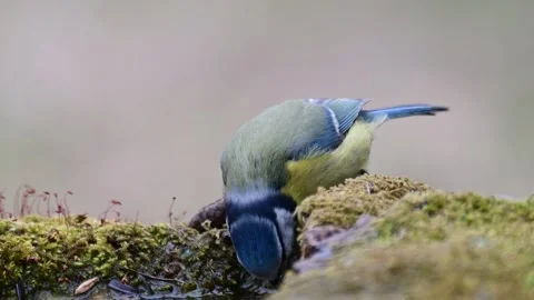 Blue tit Cyanides caeruleus drinks water and flies away Stock-Footage 250485695