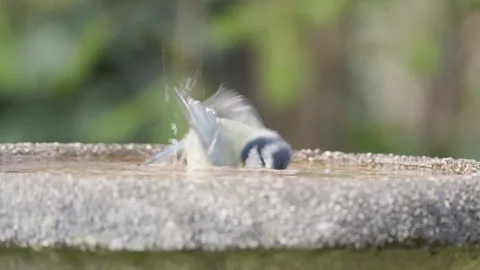 Blue Tit (Cyanistes caeruleus) bathing in a bird bath, Britain, UK Stock Footage 329648001