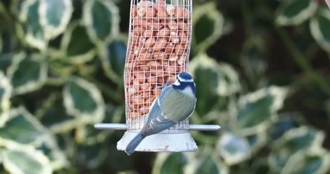 Blue Tit, Cyanistes caeruleus on a bird feeder in a garden in Ambleside, Lake Stock Footage 239555053