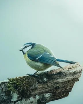Blue tit Cyanistes caeruleus from close up resting on branch Stock Photos