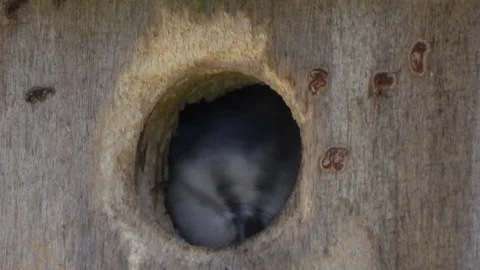 Blue tit (Cyanistes caeruleus) looking out of nest box Stock Footage 148032135