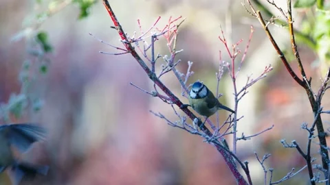 Blue tit - Cyanistes caeruleus - pausing in a bush before flying off. Slow-mo'. Stock Footage 168230108