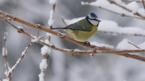 Blue tit Cyanistes caerulus perching on snow covered branch Stock Footage 87053792
