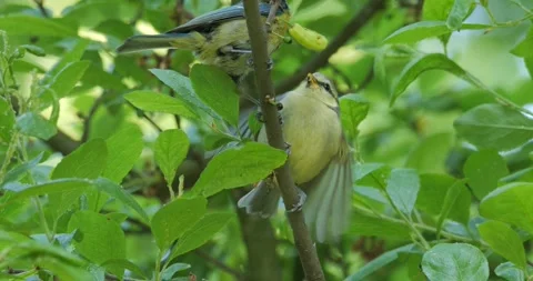 Blue Tit Cyanites Caeruleus feeding its young Stock Footage 242590686