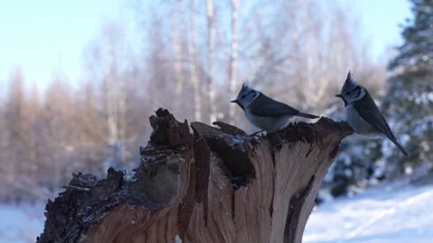 The blue tit defeats three crested tits Stock Footage 327864790