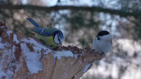 The blue tit defeats two grey tits in a fight over food Stock Footage 327867788