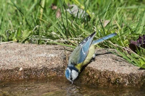 Blue tit drinking Stock Photos