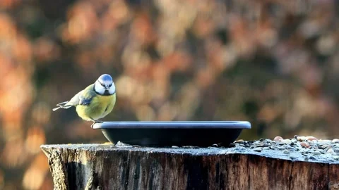 Blue tit drinking water Stock Footage 231064696