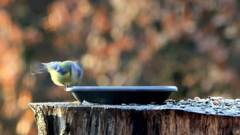 Blue tit drinks water Stock Footage 244255633