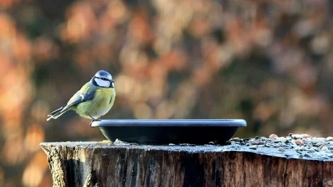 Blue tit drinks water Stock Footage 244269266