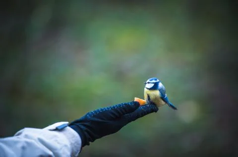 A blue tit eated on the hand Stock Photos