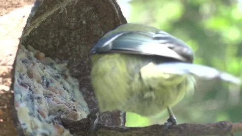 Blue tit eating Stock Footage 75194616